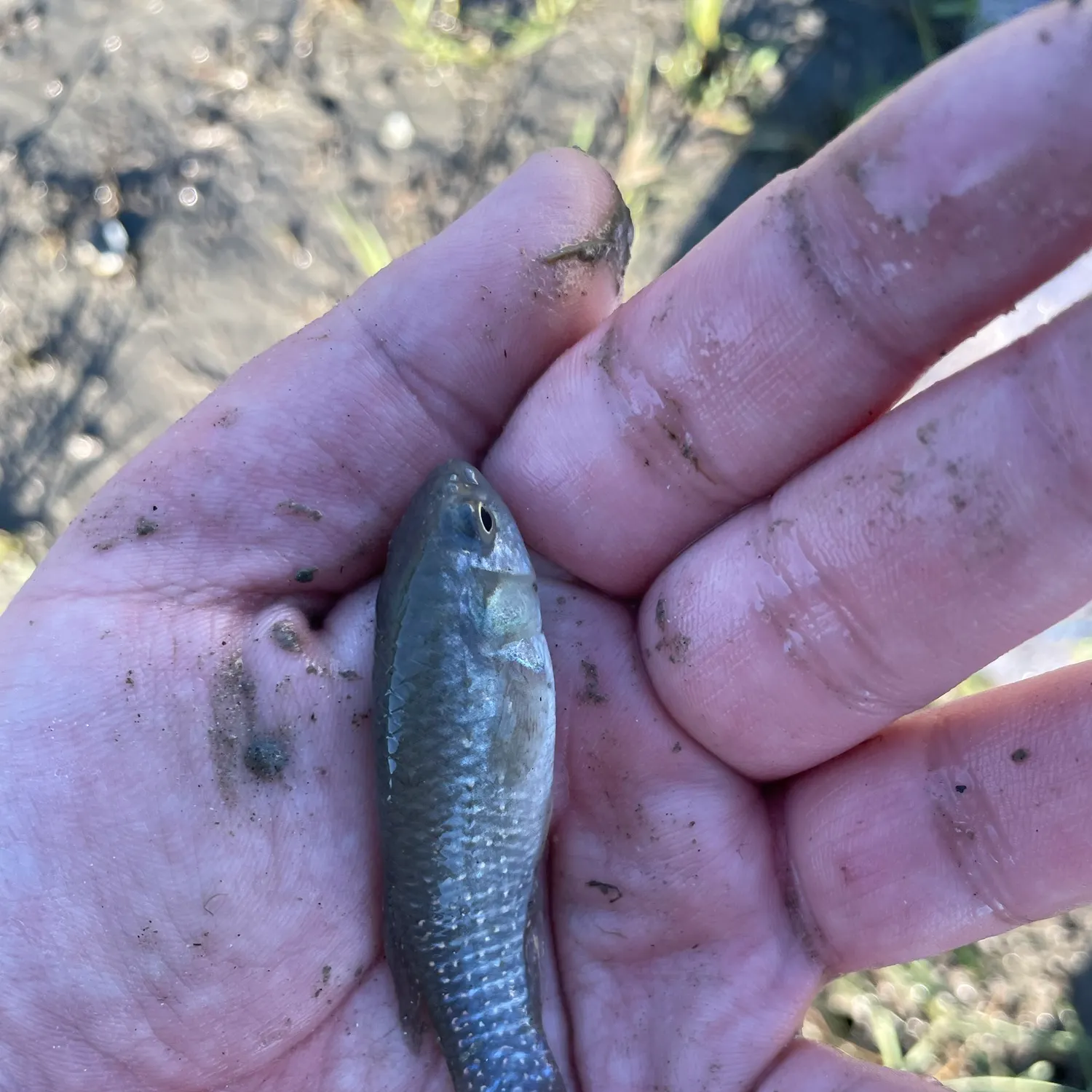Olympic mudminnow caught on Fishbrain