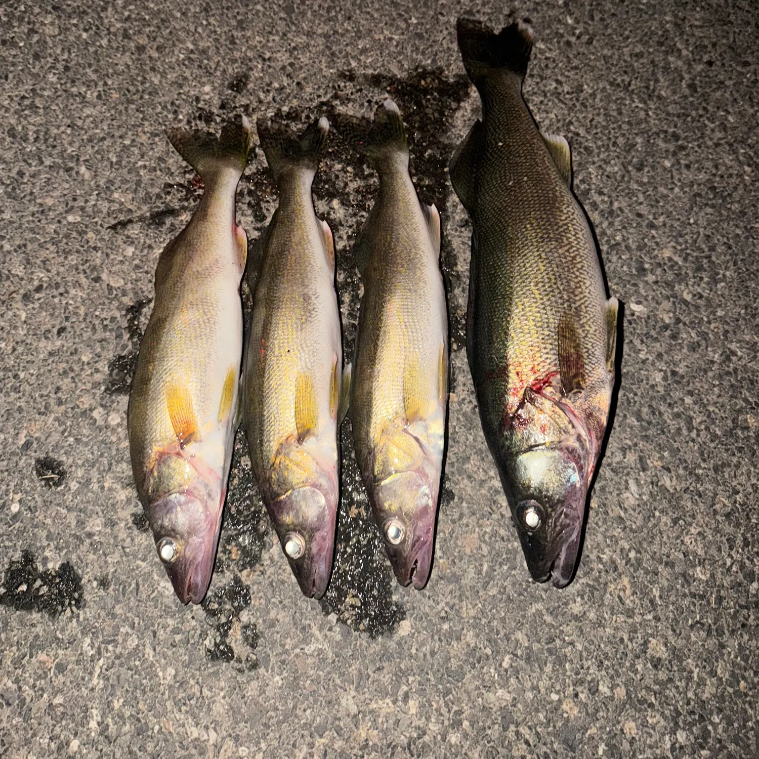 recently logged catches