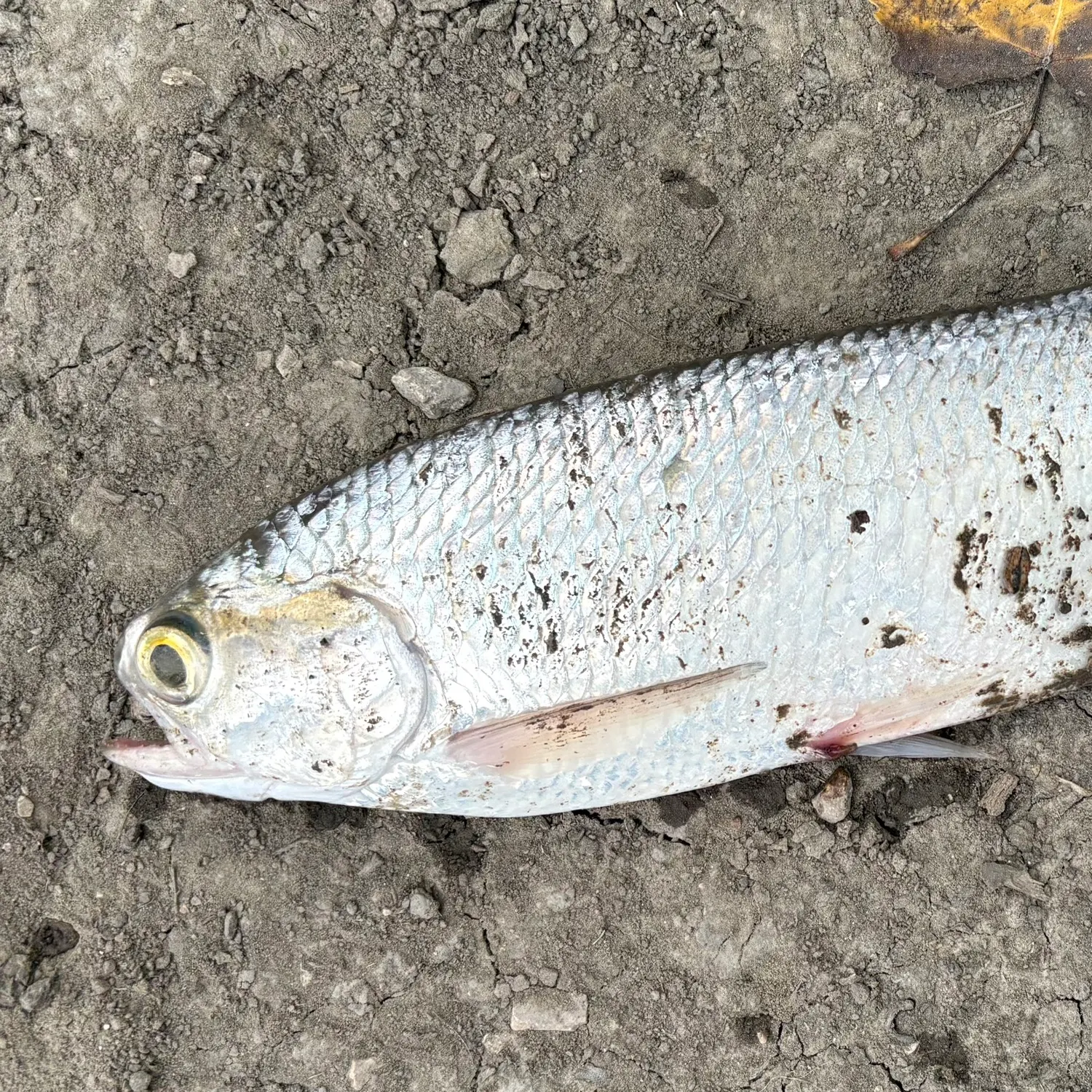 Goldeye caught on Fishbrain