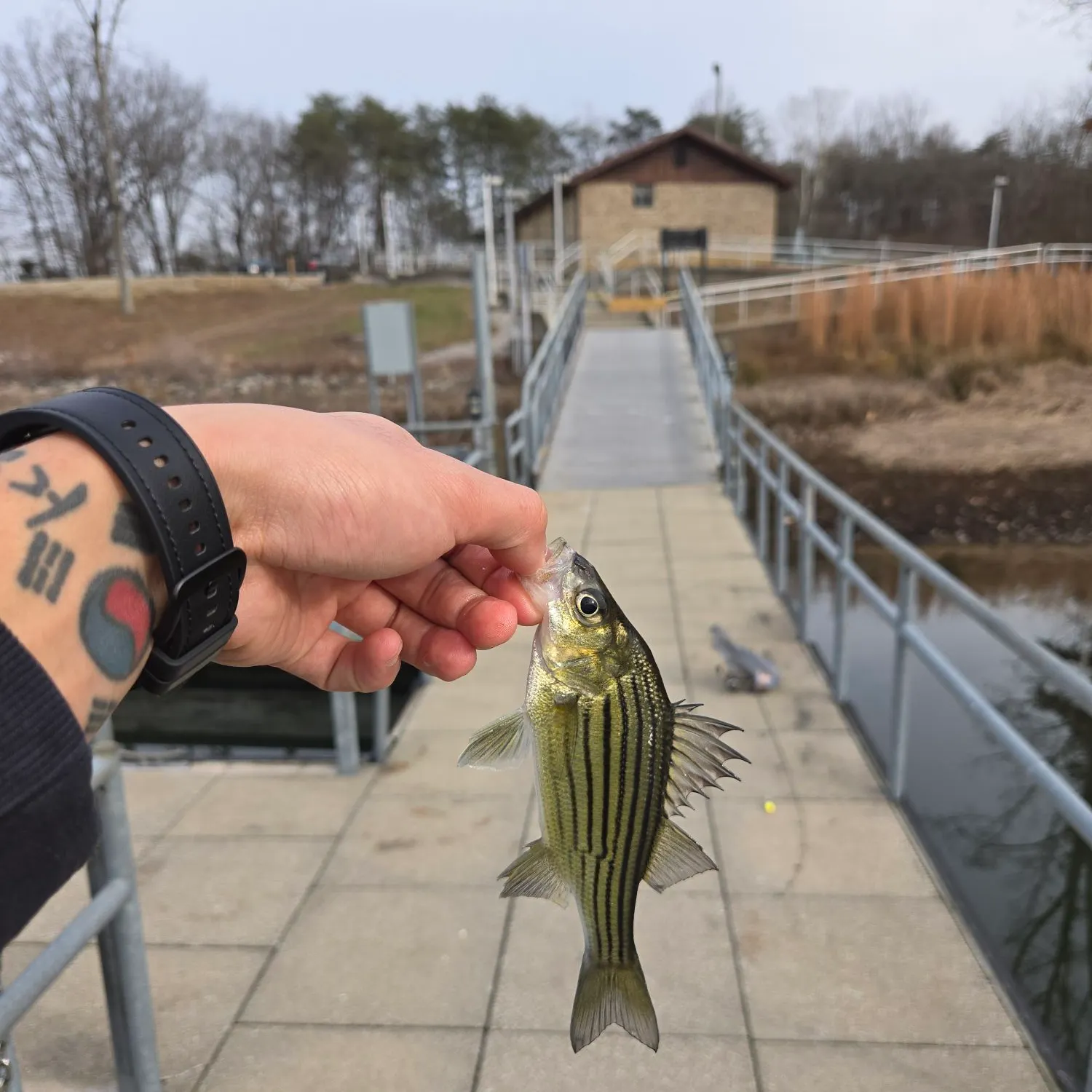 The most recent Yellow bass catches on Fishbrain