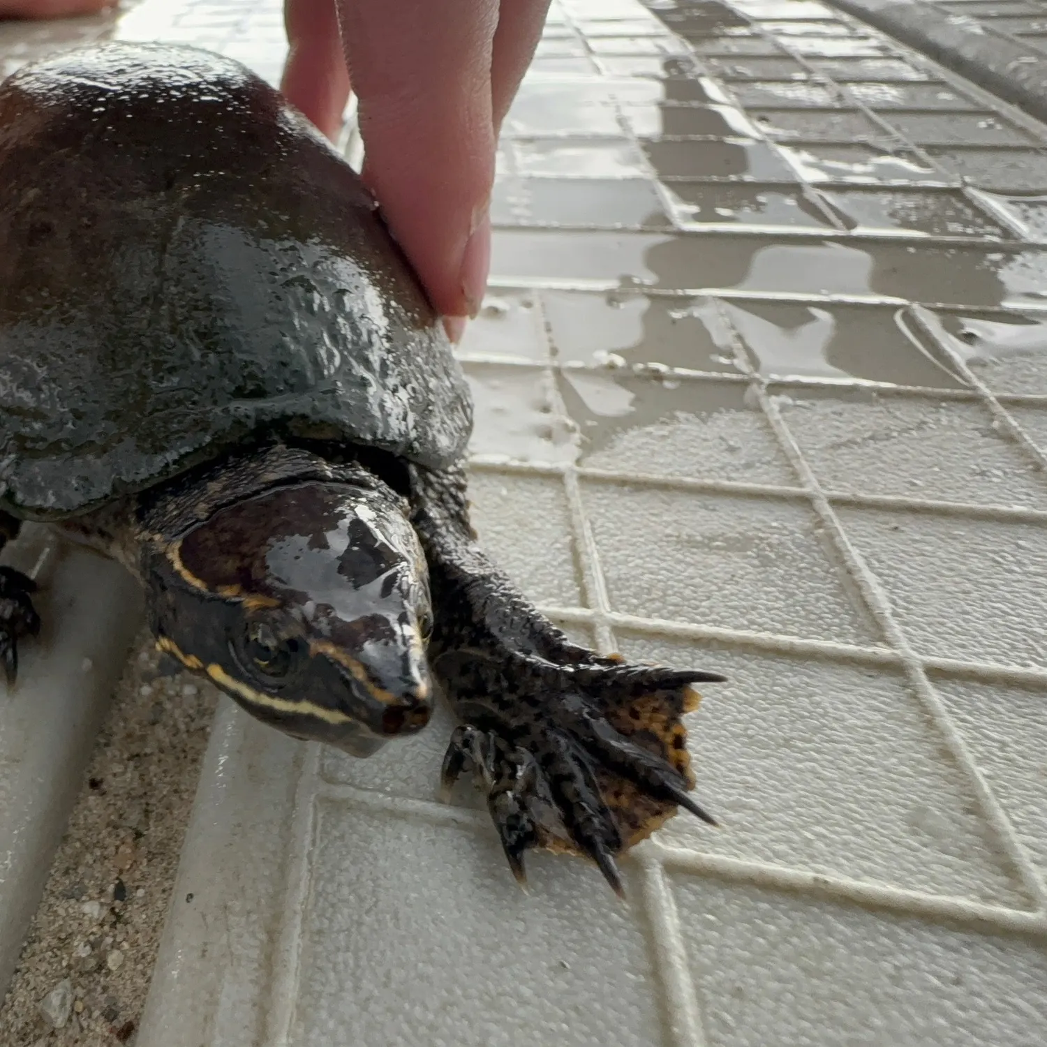 The most recent Eastern mud turtle catches on Fishbrain