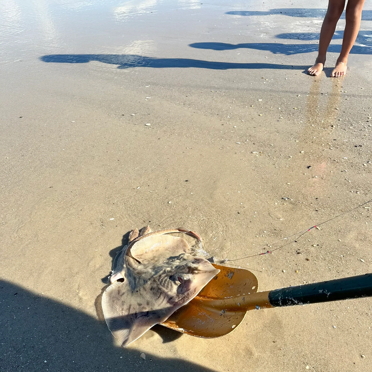 The most recent Small-eyed ray catches on Fishbrain