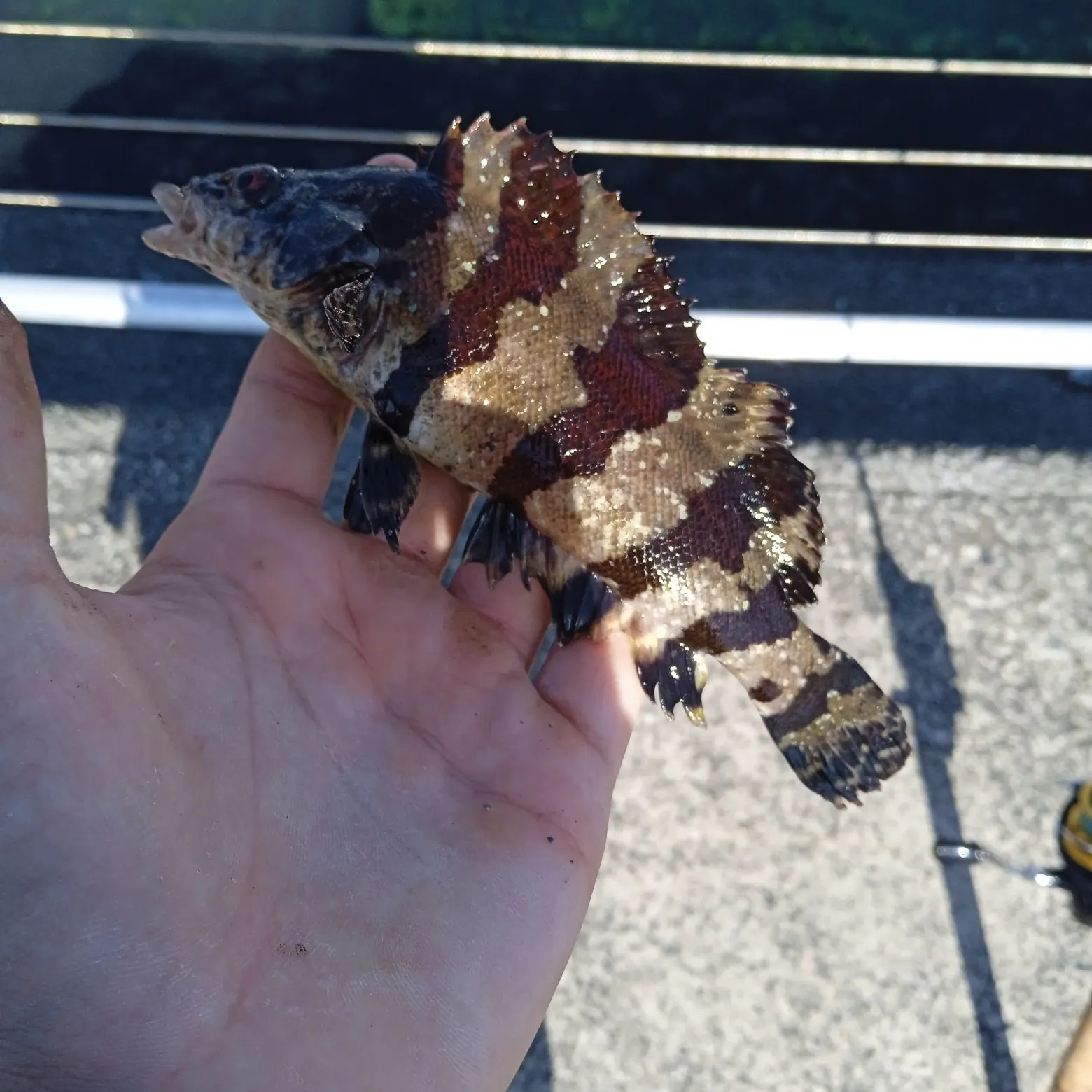 The most recent Painted greenling catches on Fishbrain
