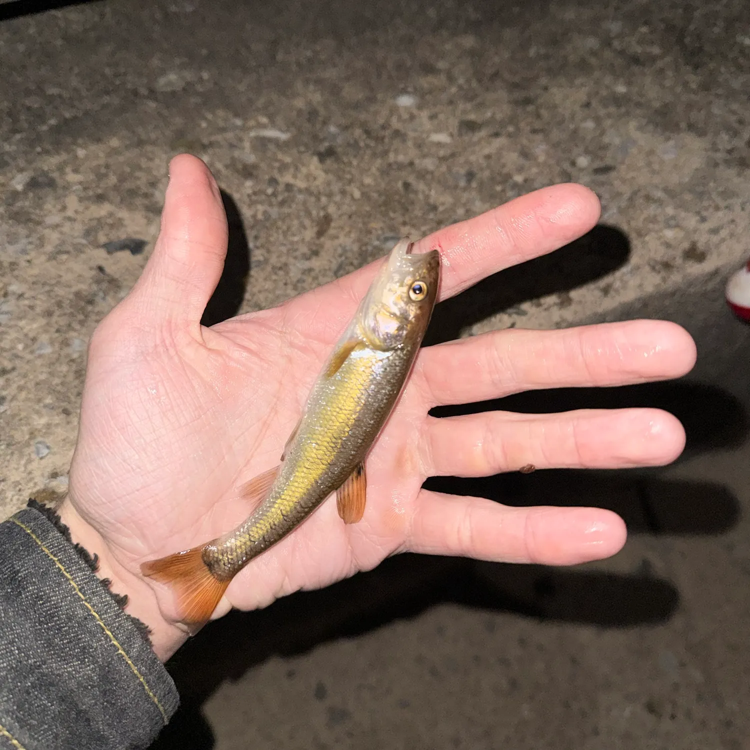 Creek chub caught on Fishbrain