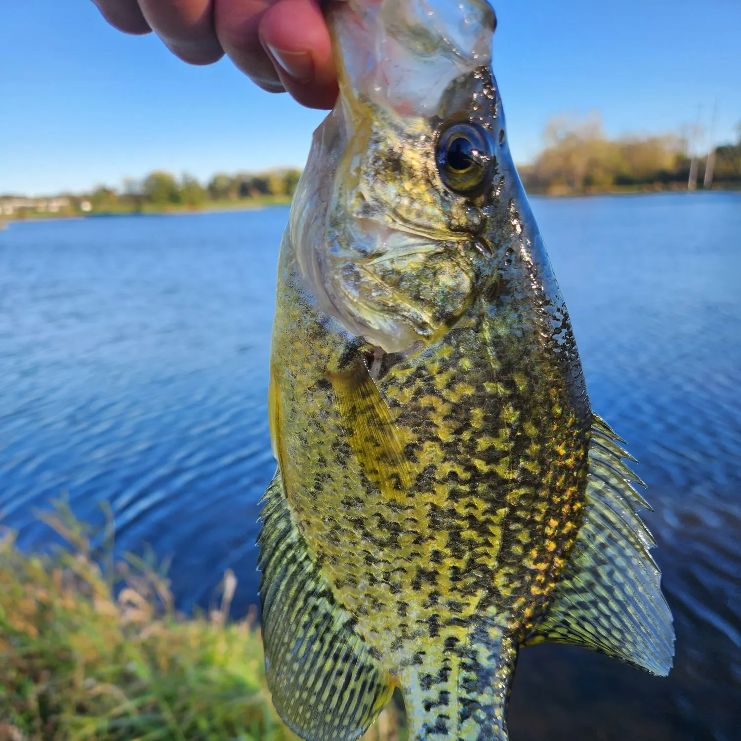 Black crappie caught on Fishbrain
