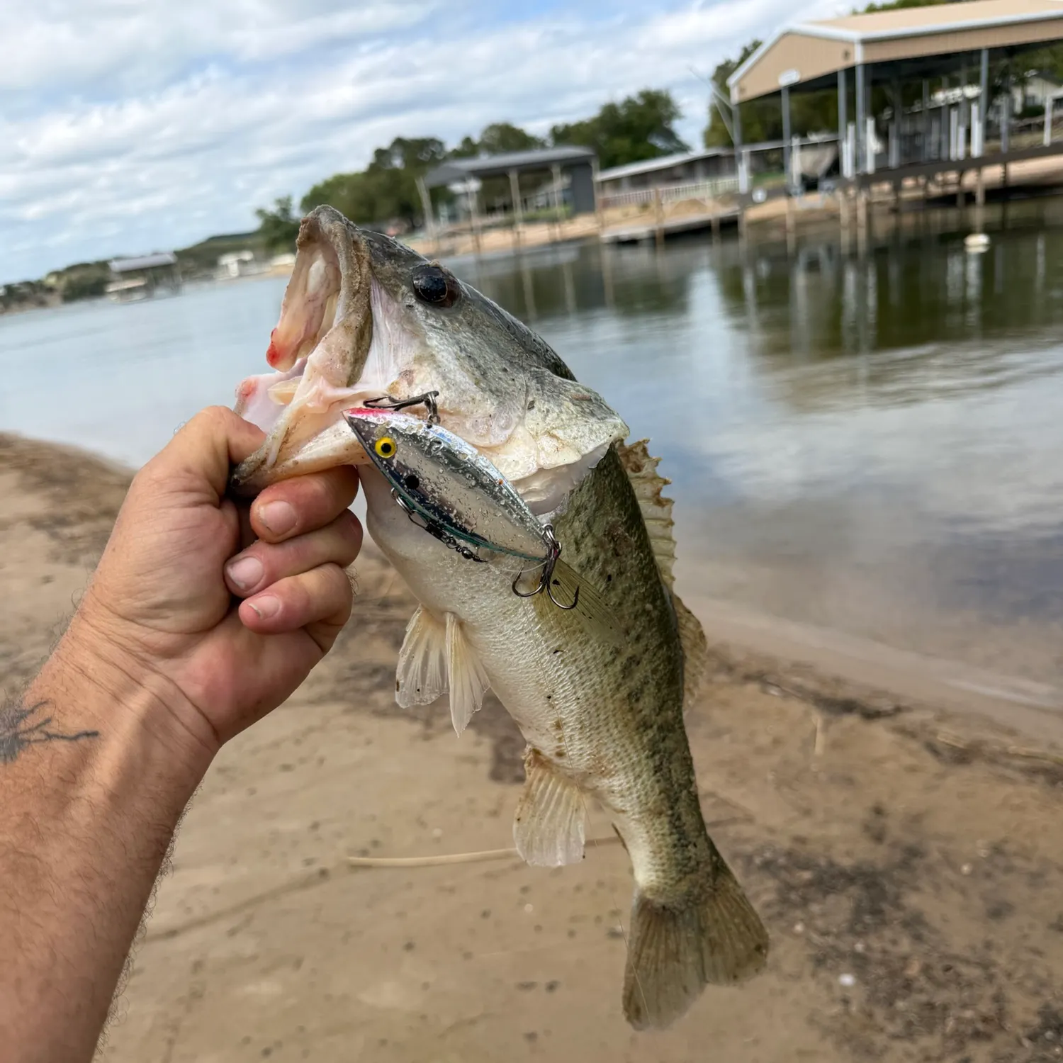 Largemouth bass caught on Fishbrain
