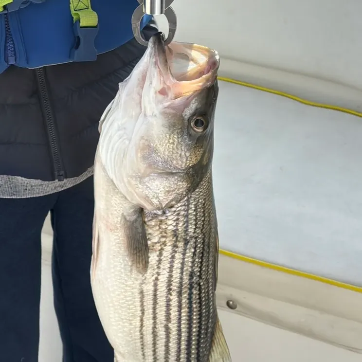 Striped bass caught on Fishbrain