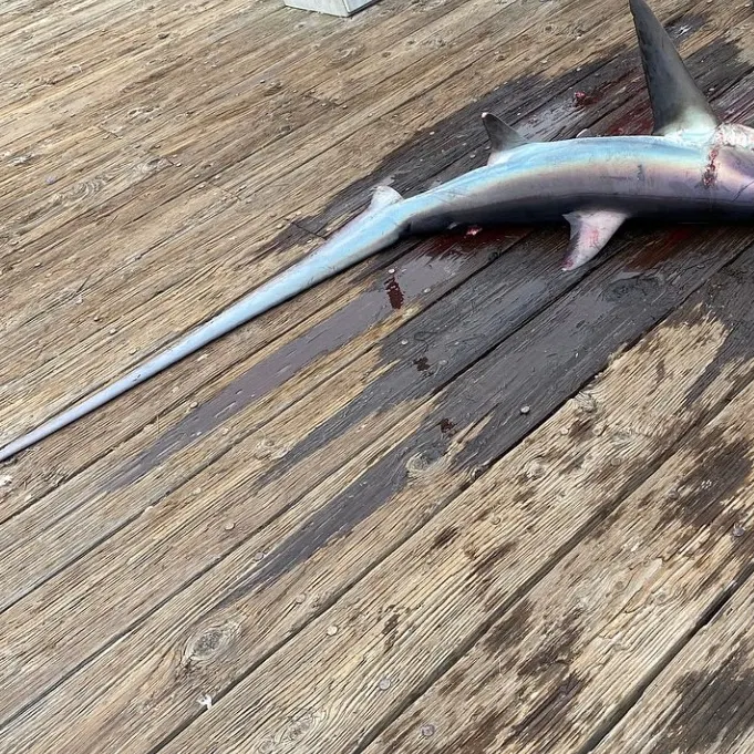 The most recent Common thresher catches on Fishbrain