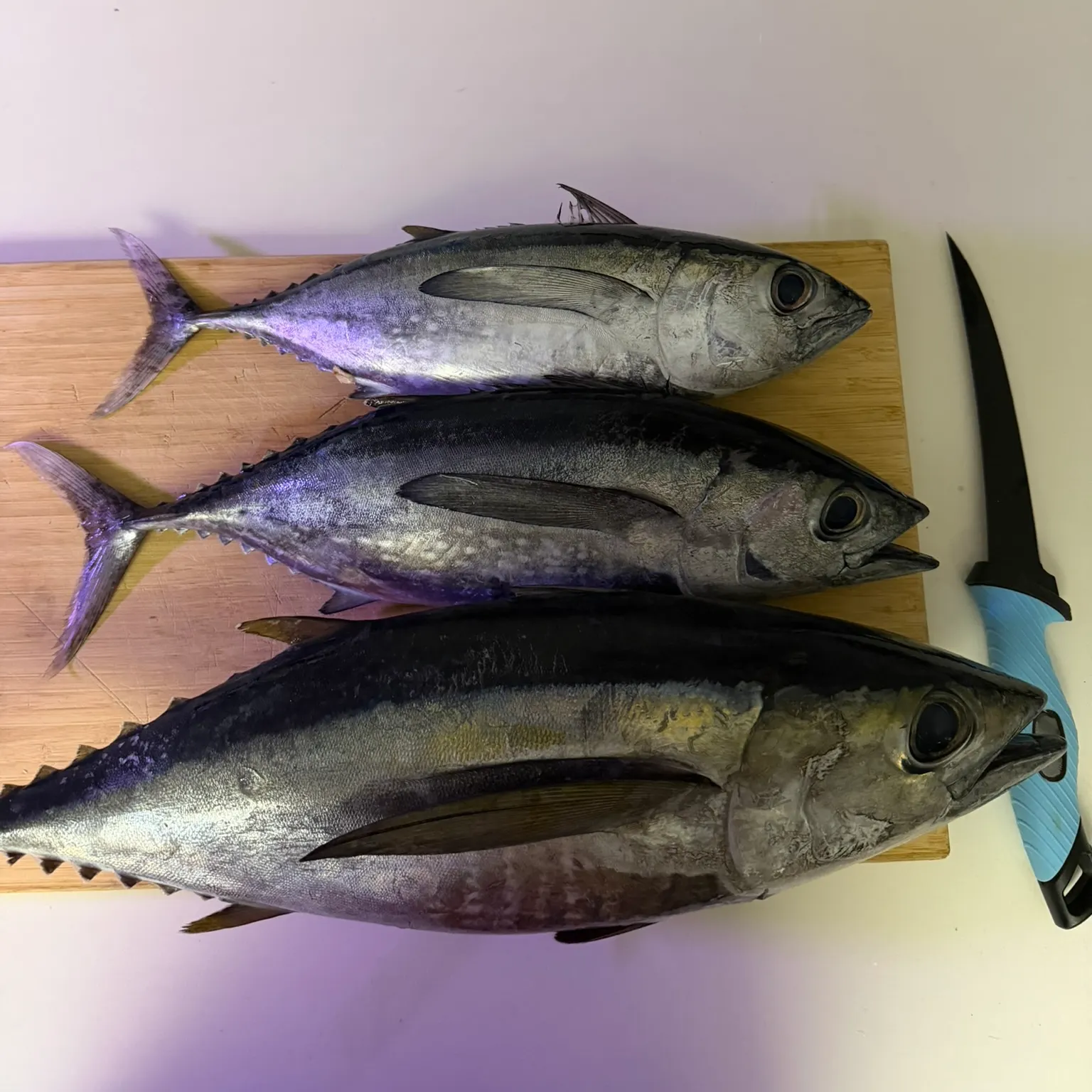 The most recent Atlantic bluefin tuna catches on Fishbrain
