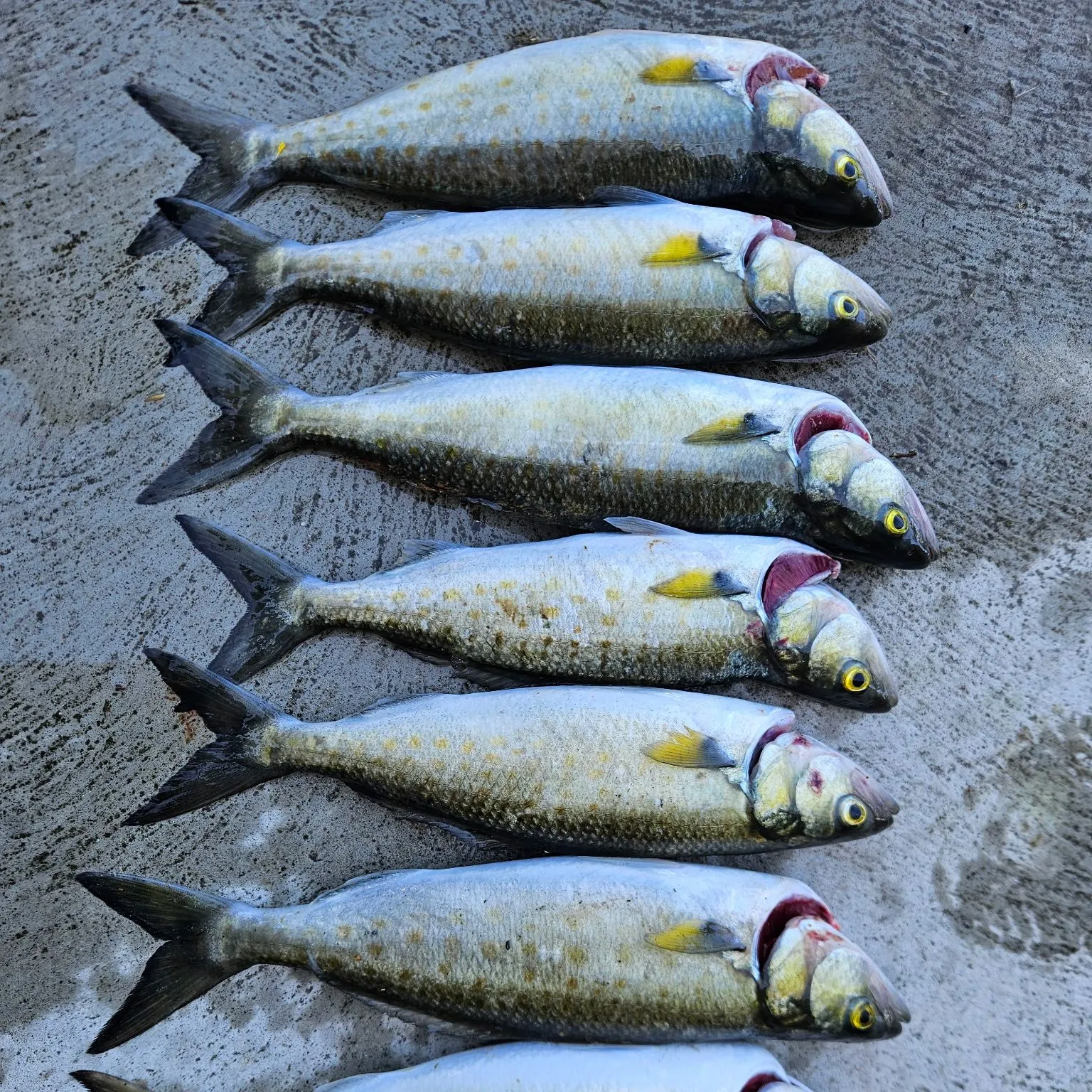 recently logged catches