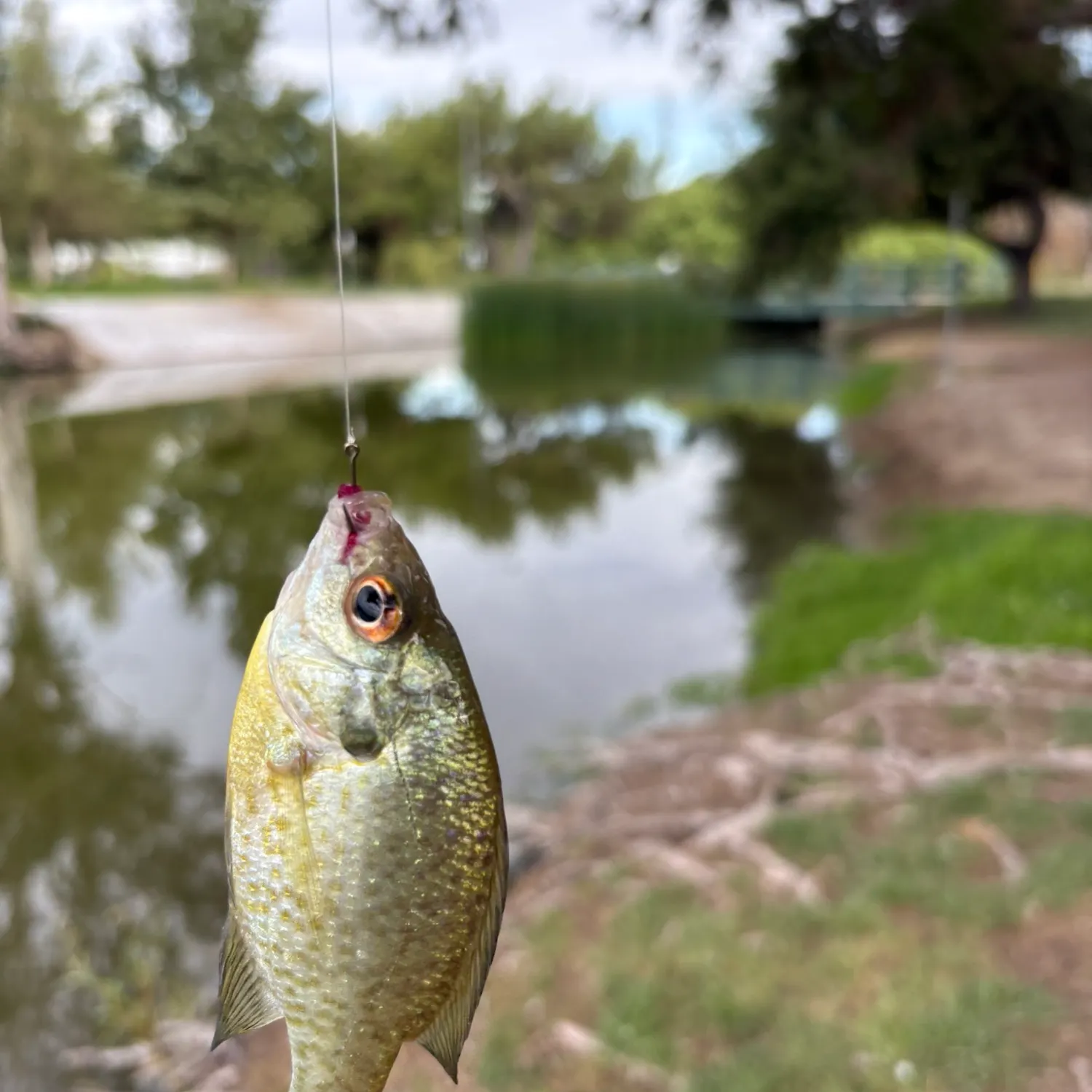 Bluegill caught on Fishbrain