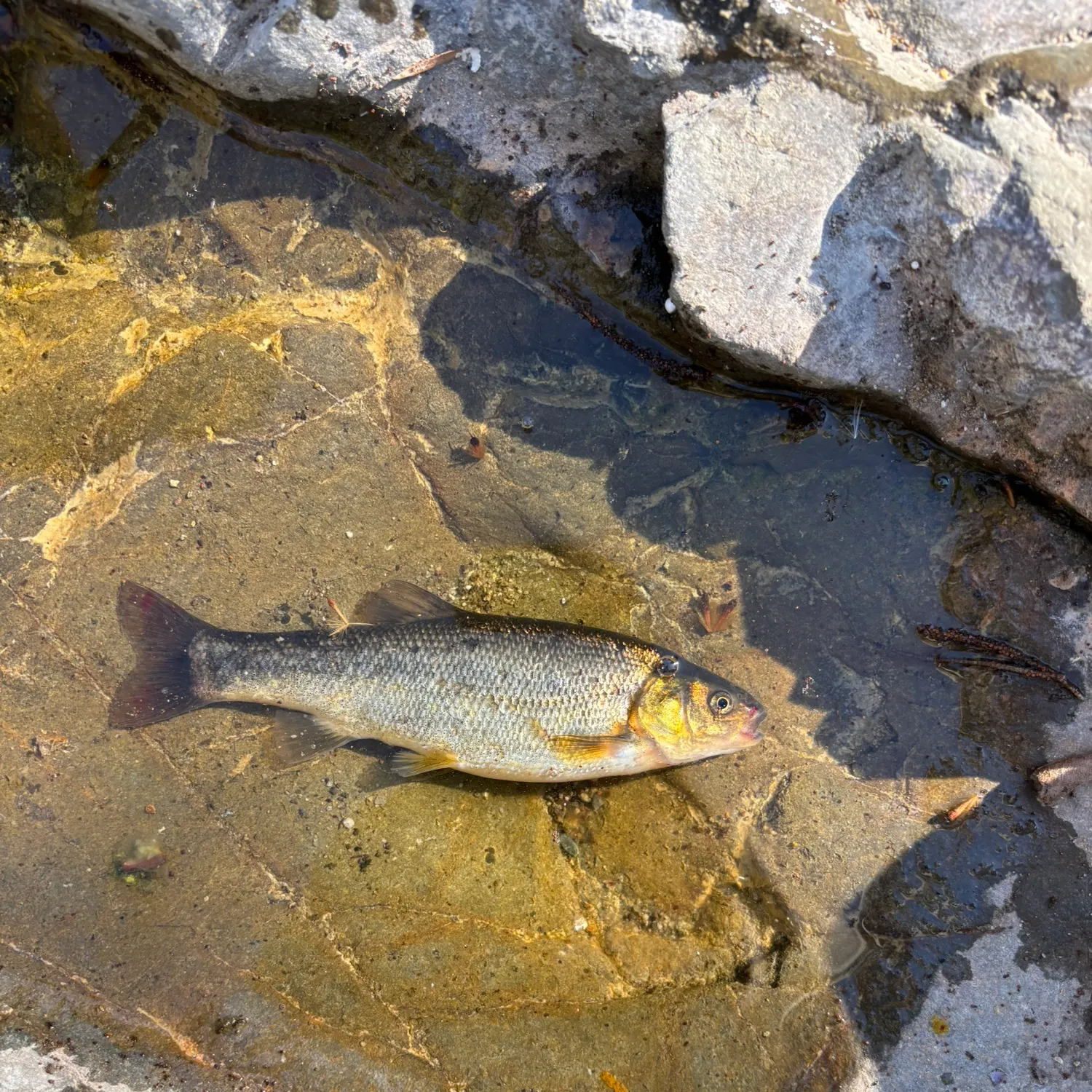 The most recent Arroyo chub catches on Fishbrain