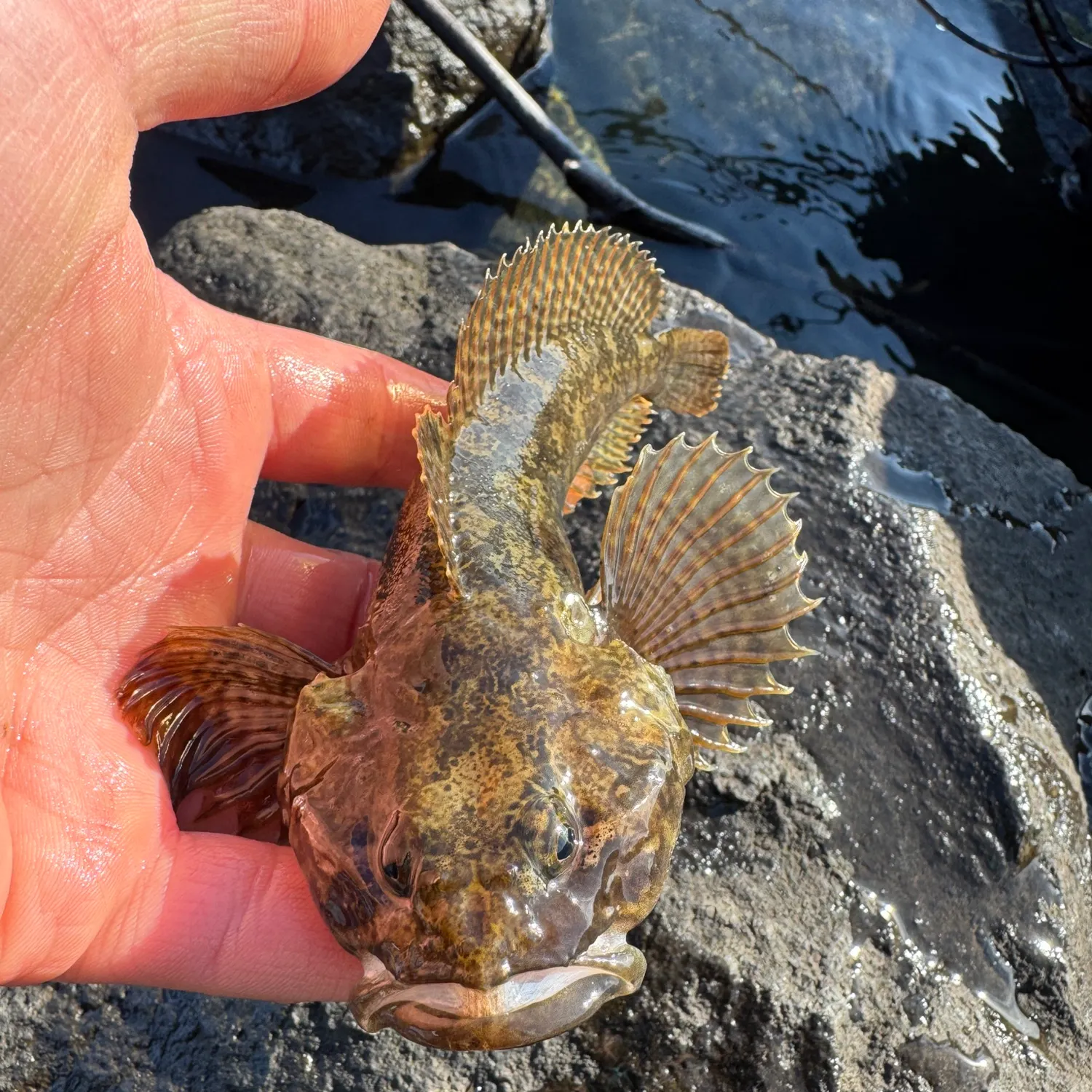 The most recent Prickly sculpin catches on Fishbrain