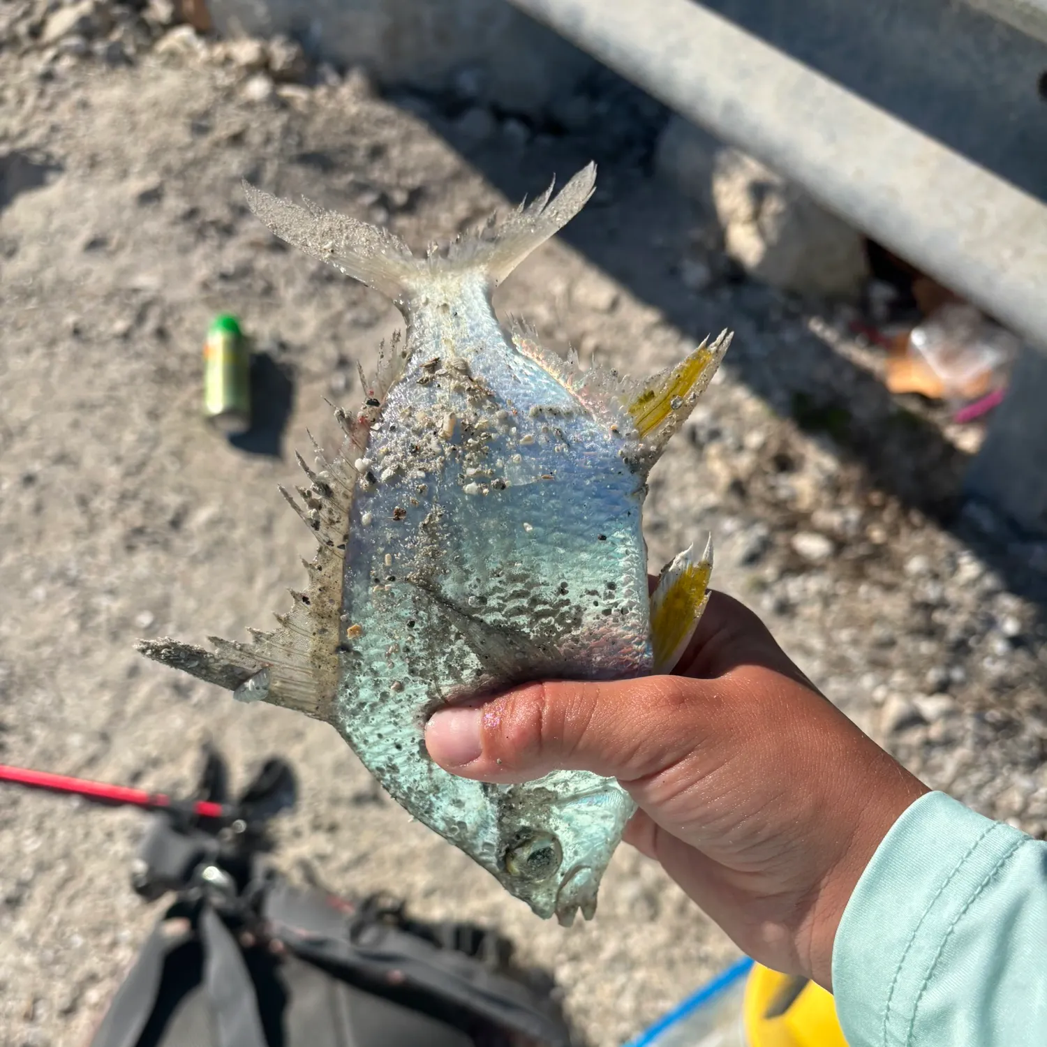 The most recent Striped mojarra catches on Fishbrain