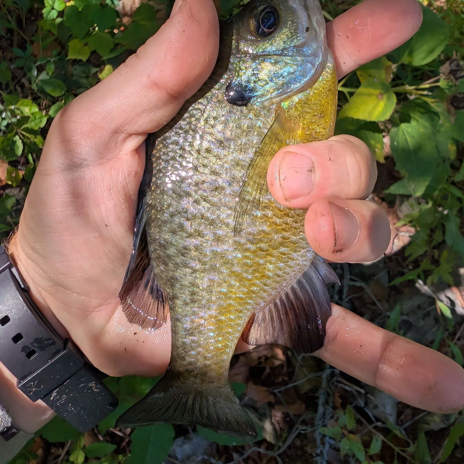 Bluegill caught on Fishbrain
