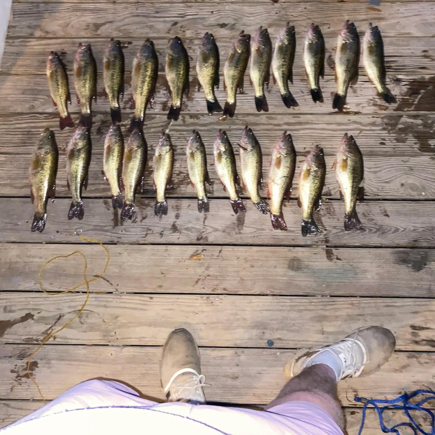 recently logged catches