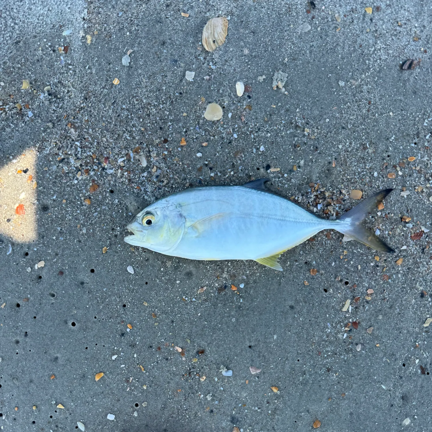 The most recent Southern pompano catches on Fishbrain