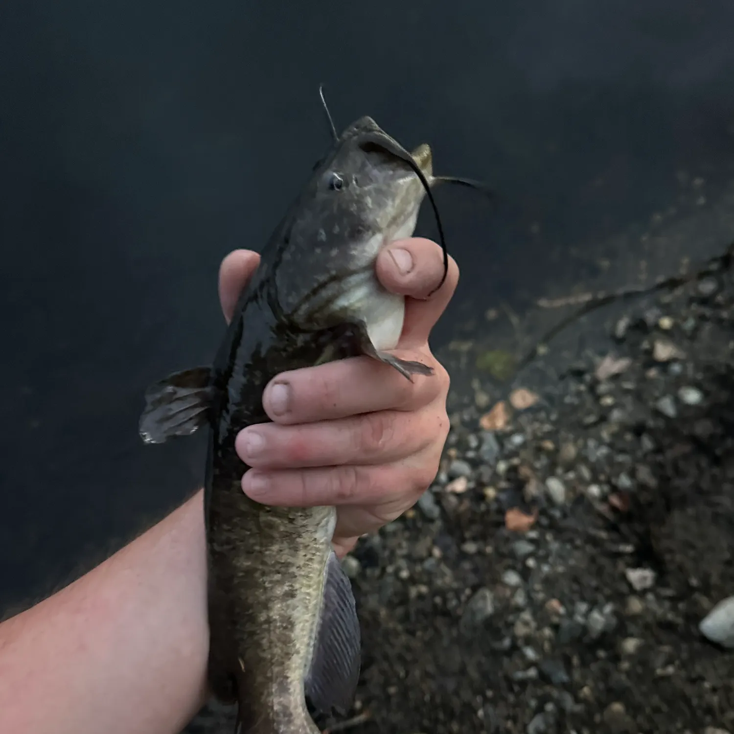 Black bullhead caught on Fishbrain