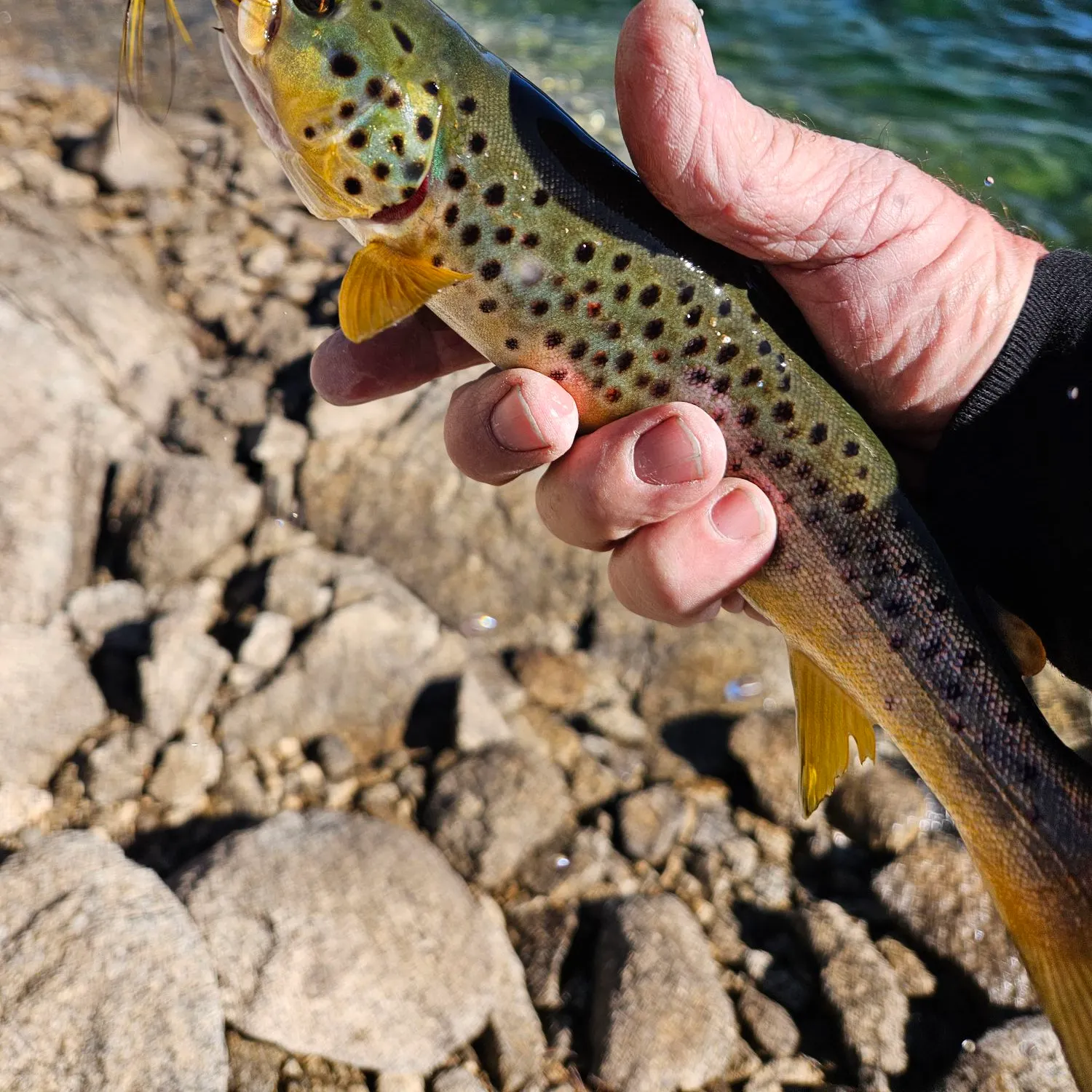 Brown trout caught on Fishbrain