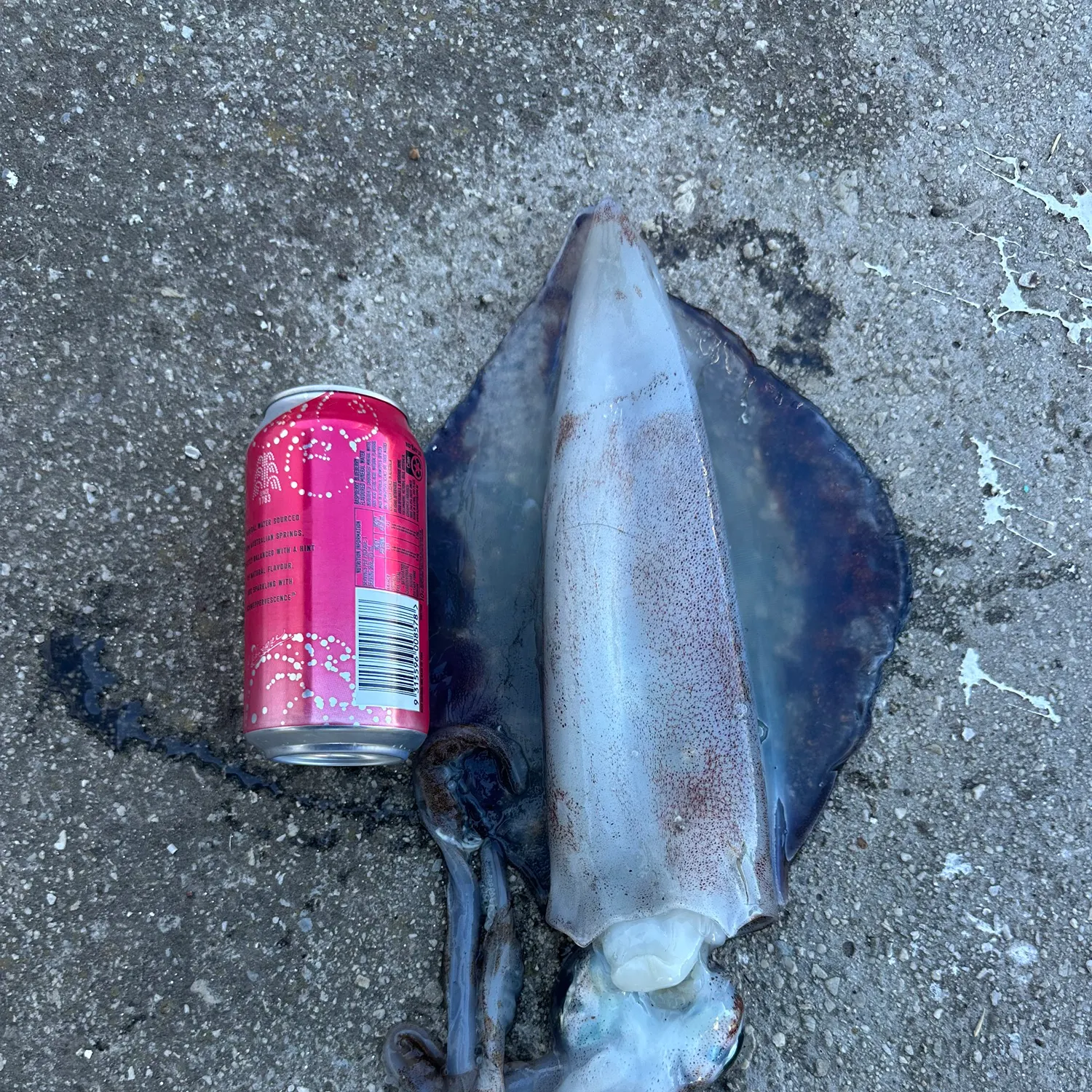 The most recent Southern calamari catches on Fishbrain