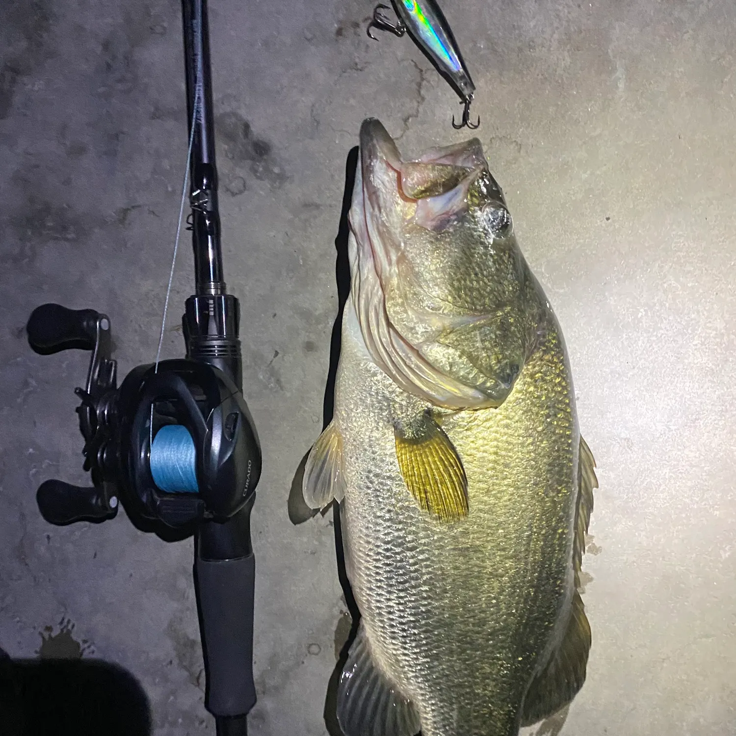 Largemouth bass caught on Fishbrain