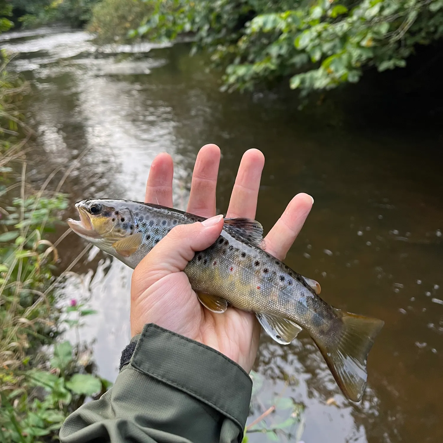 Brown trout caught on Fishbrain
