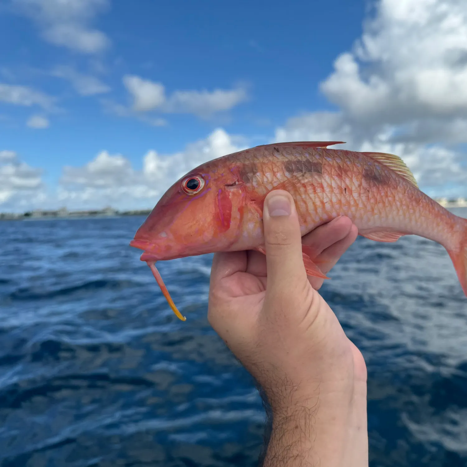 The most popular recent Spotted goatfish catch on Fishbrain