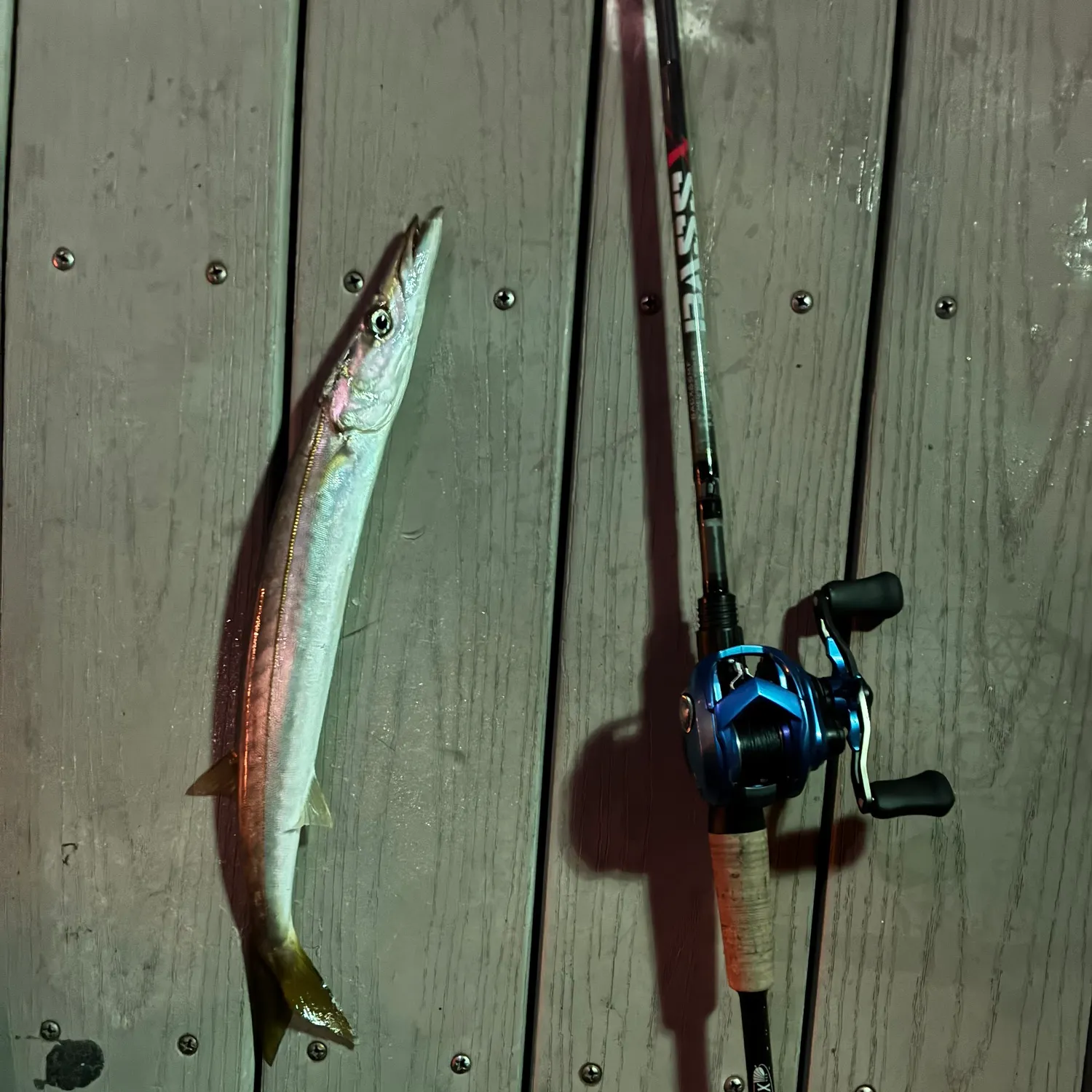 The most recent Pacific barracuda catches on Fishbrain