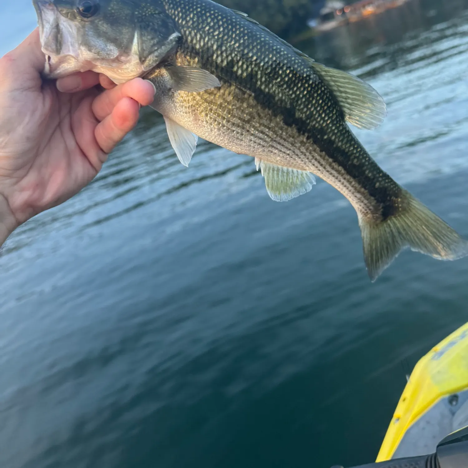 Spotted bass caught on Fishbrain