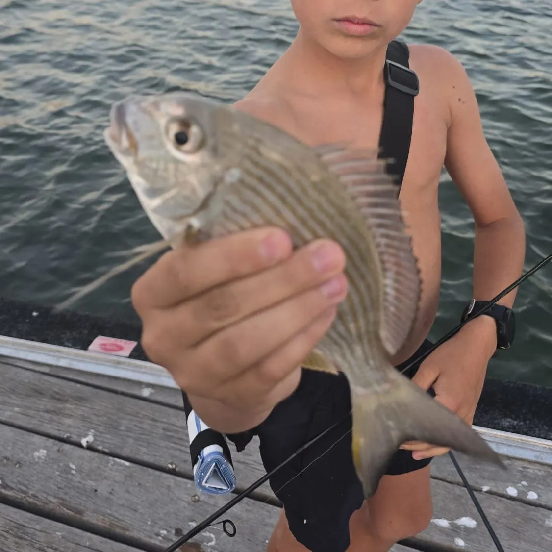 The most recent Goldlined seabream catches on Fishbrain