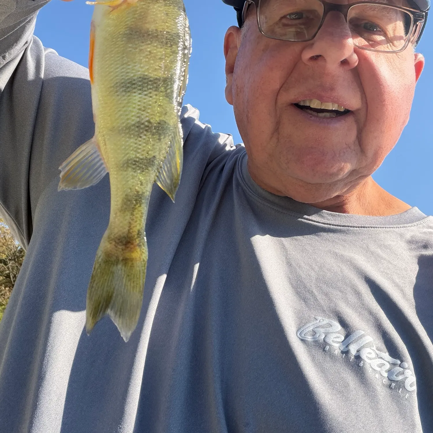 Yellow perch caught on Fishbrain