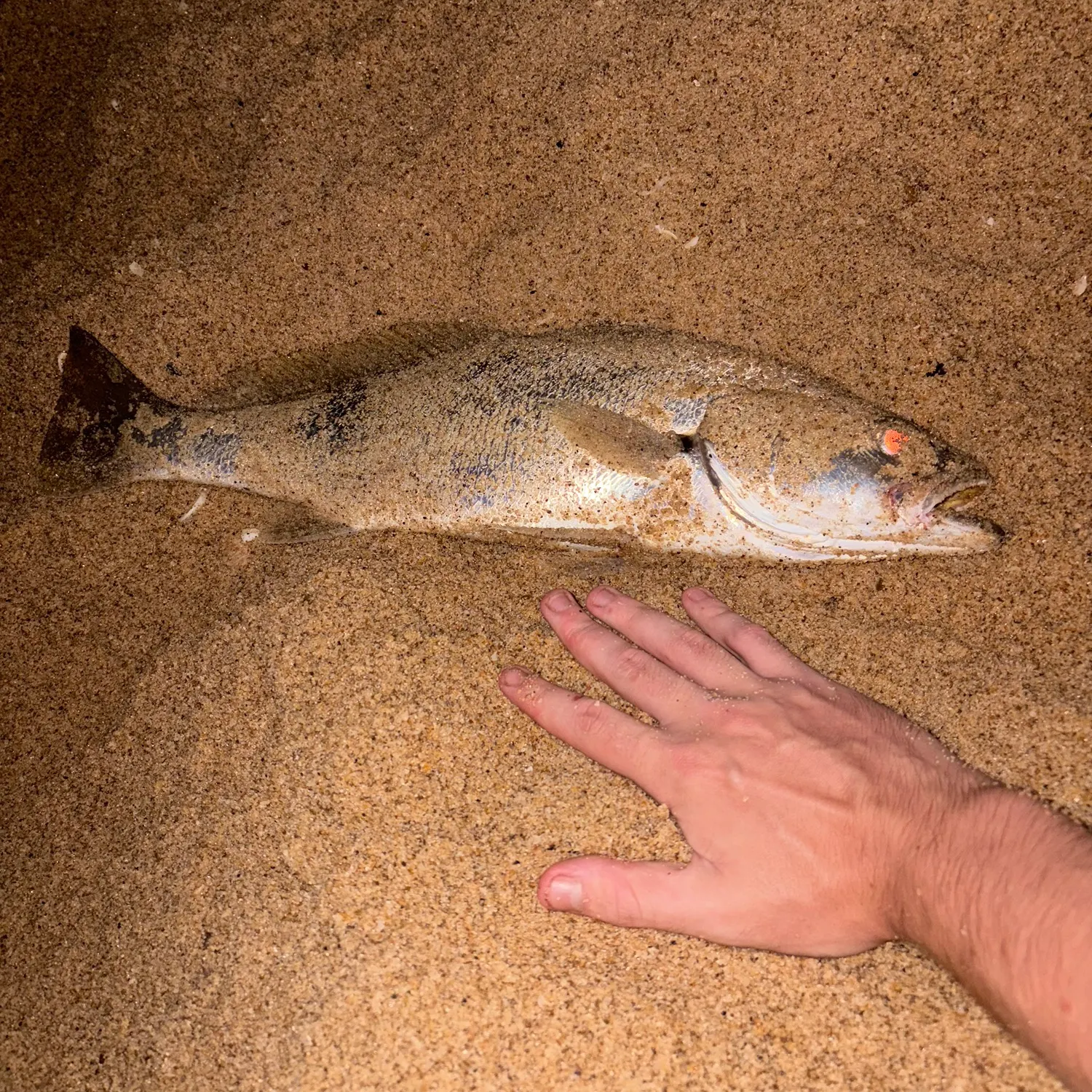 The most recent Japanese meagre catches on Fishbrain