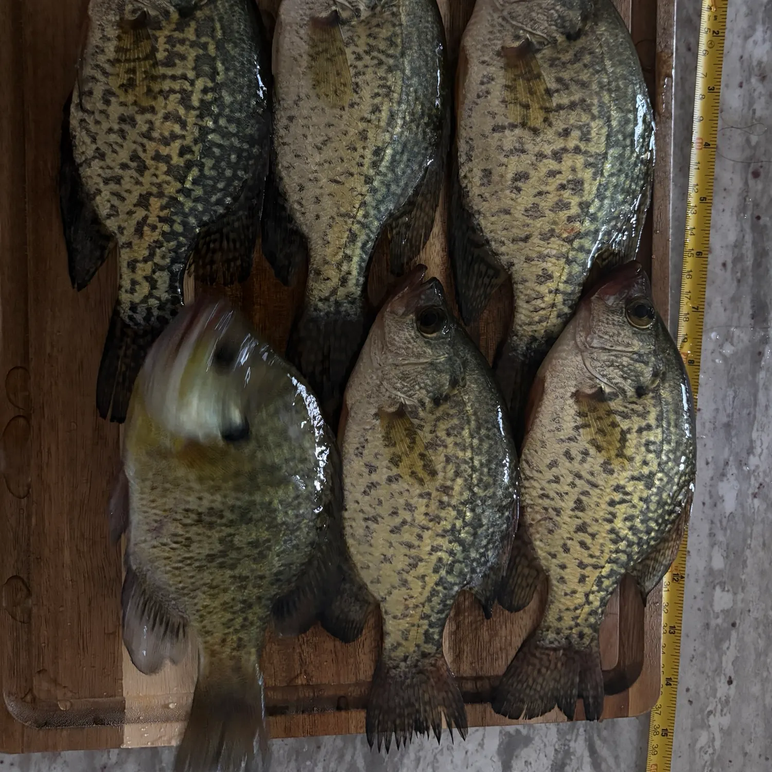recently logged catches