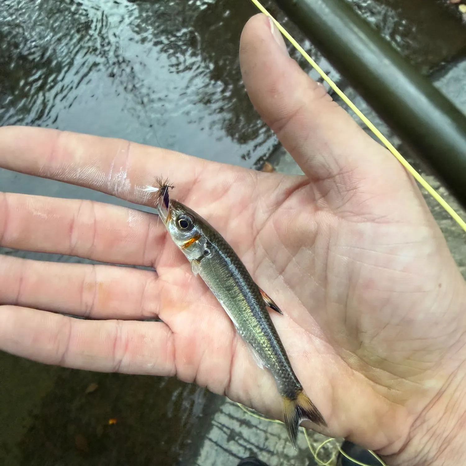 The most recent Warpaint shiner catches on Fishbrain