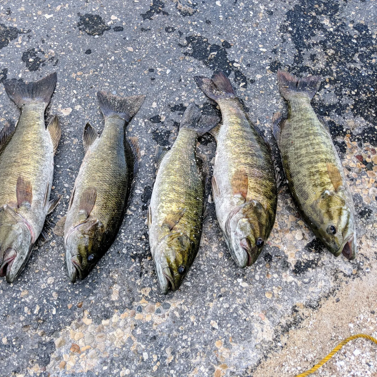 recently logged catches