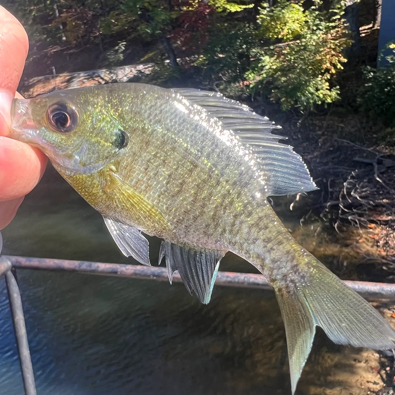 Bluegill caught on Fishbrain