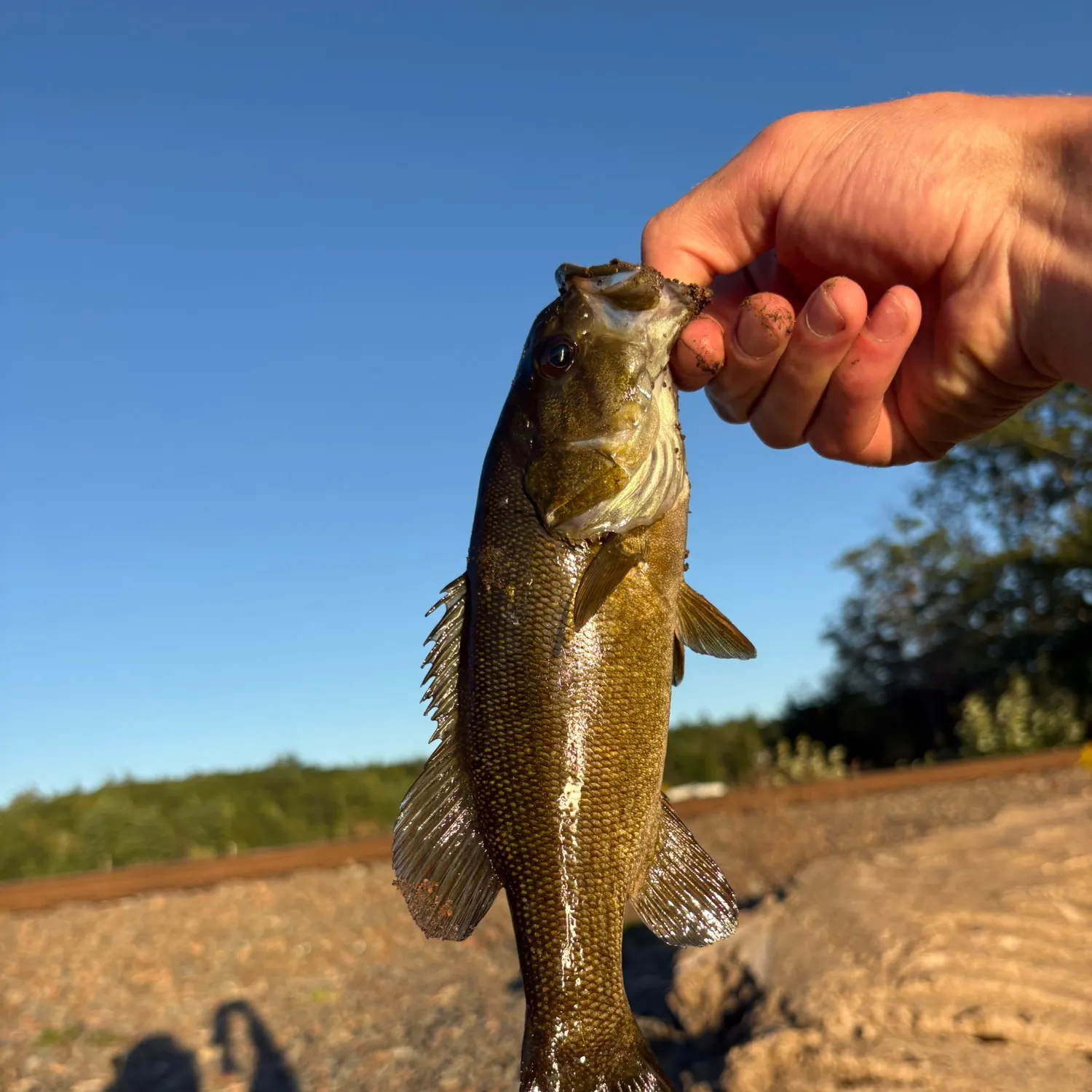 Smallmouth bass caught on Fishbrain