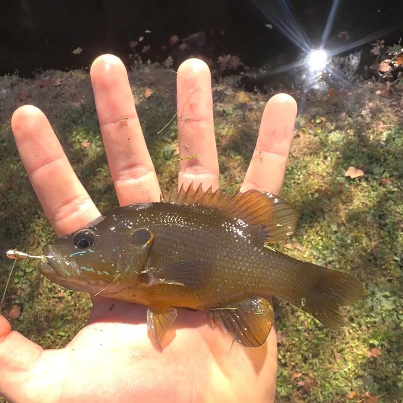 Green sunfish caught on Fishbrain