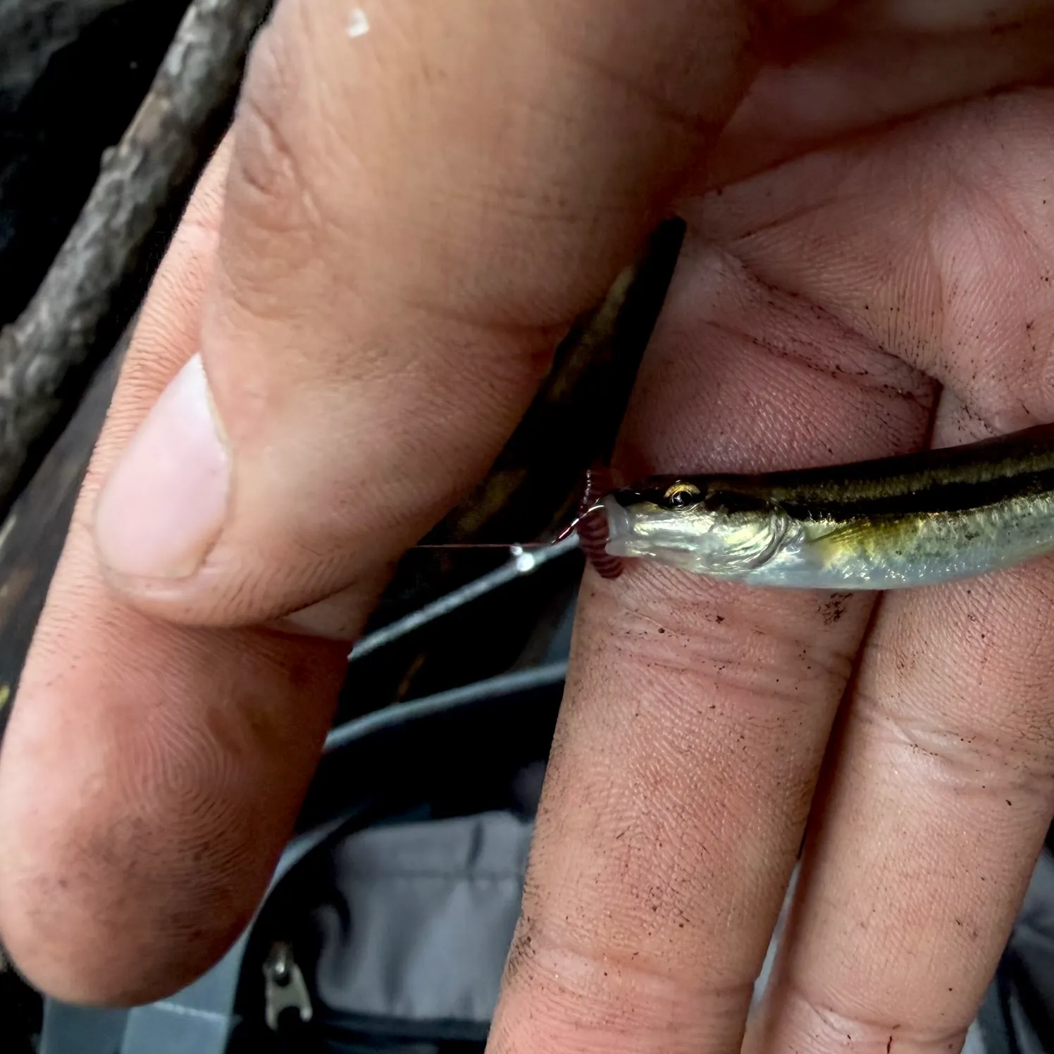 The most recent Eastern blacknose dace catches on Fishbrain