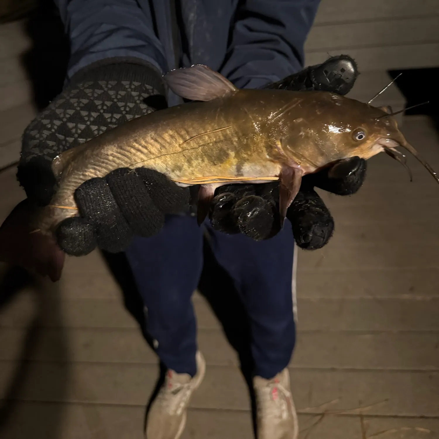 Brown bullhead caught on Fishbrain