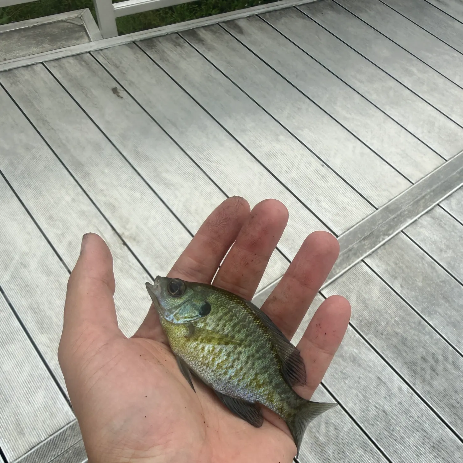 Bluegill caught on Fishbrain
