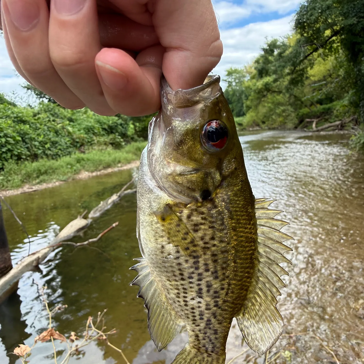 Rock bass caught on Fishbrain