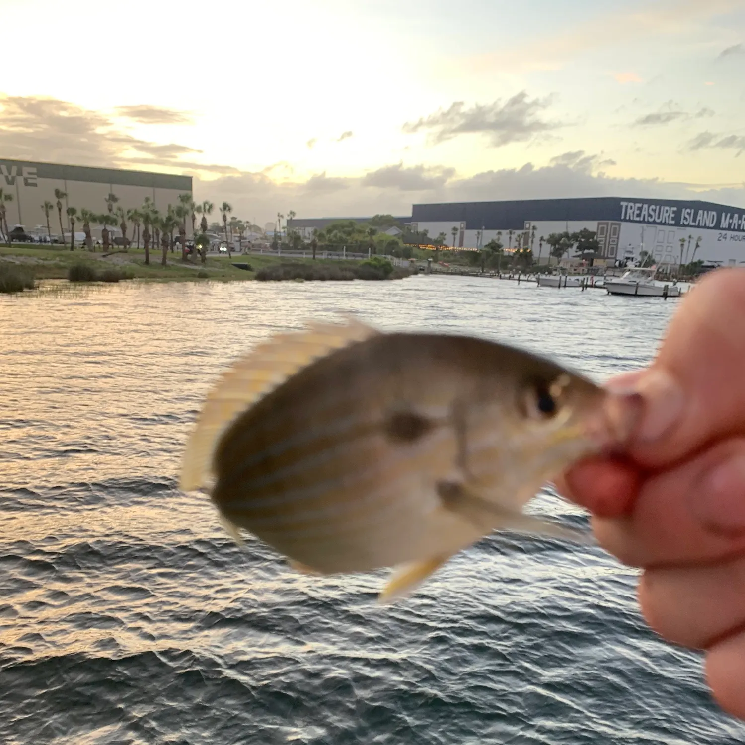 The most recent Pinfish catches on Fishbrain