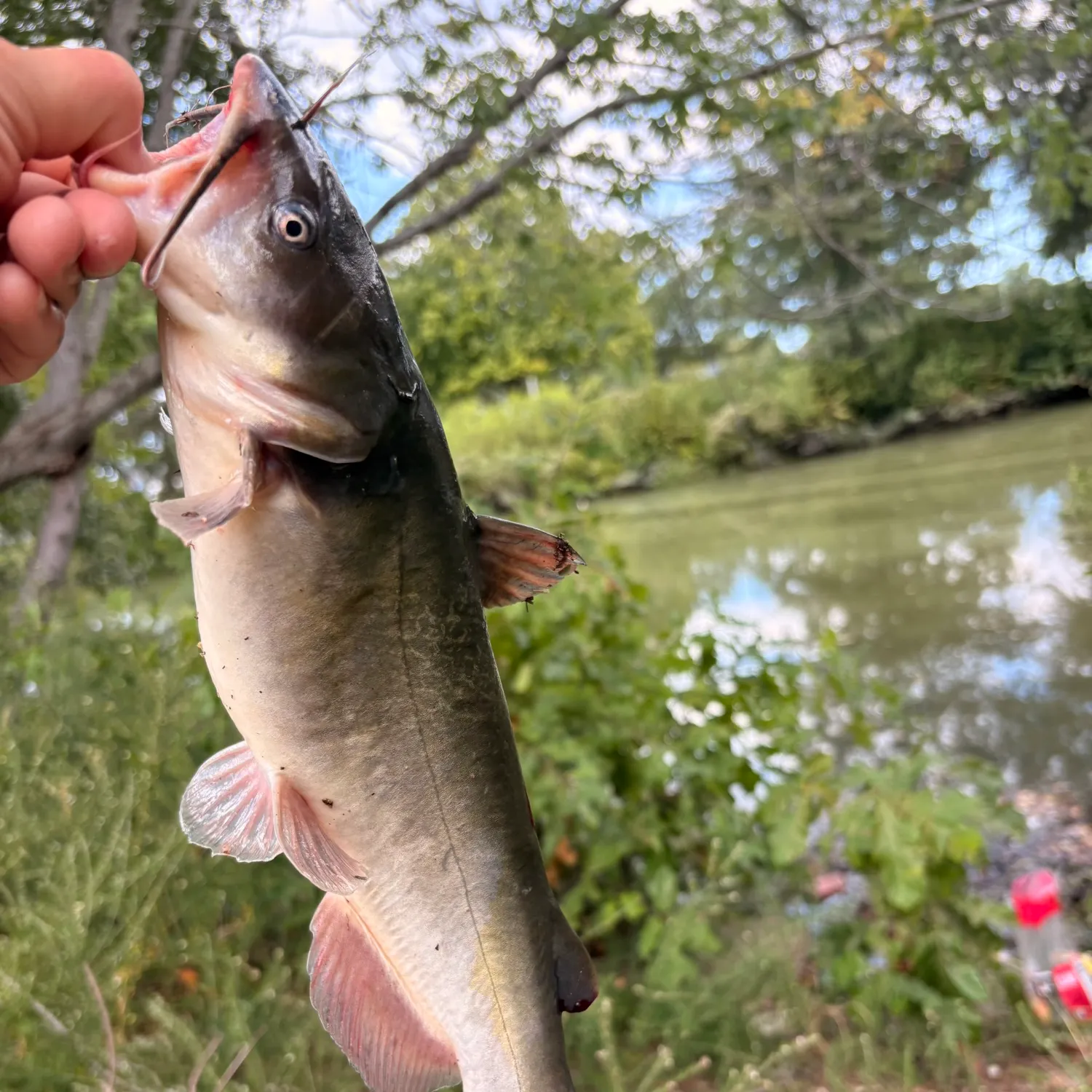 Channel catfish caught on Fishbrain