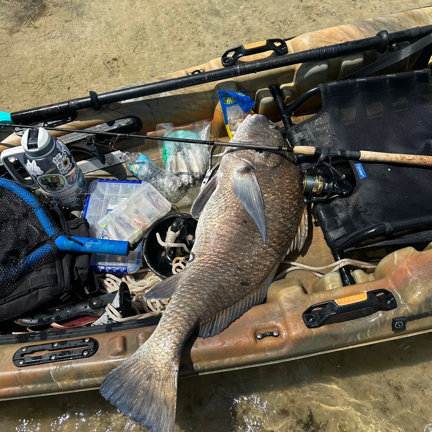 The most recent Black drum catches on Fishbrain