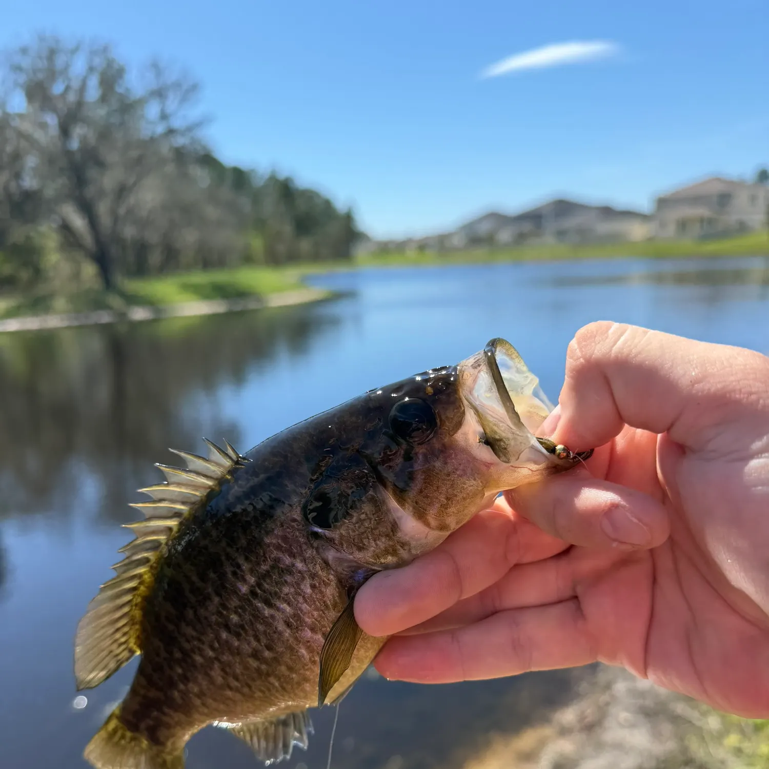 The most recent Largemouth bass catches on Fishbrain