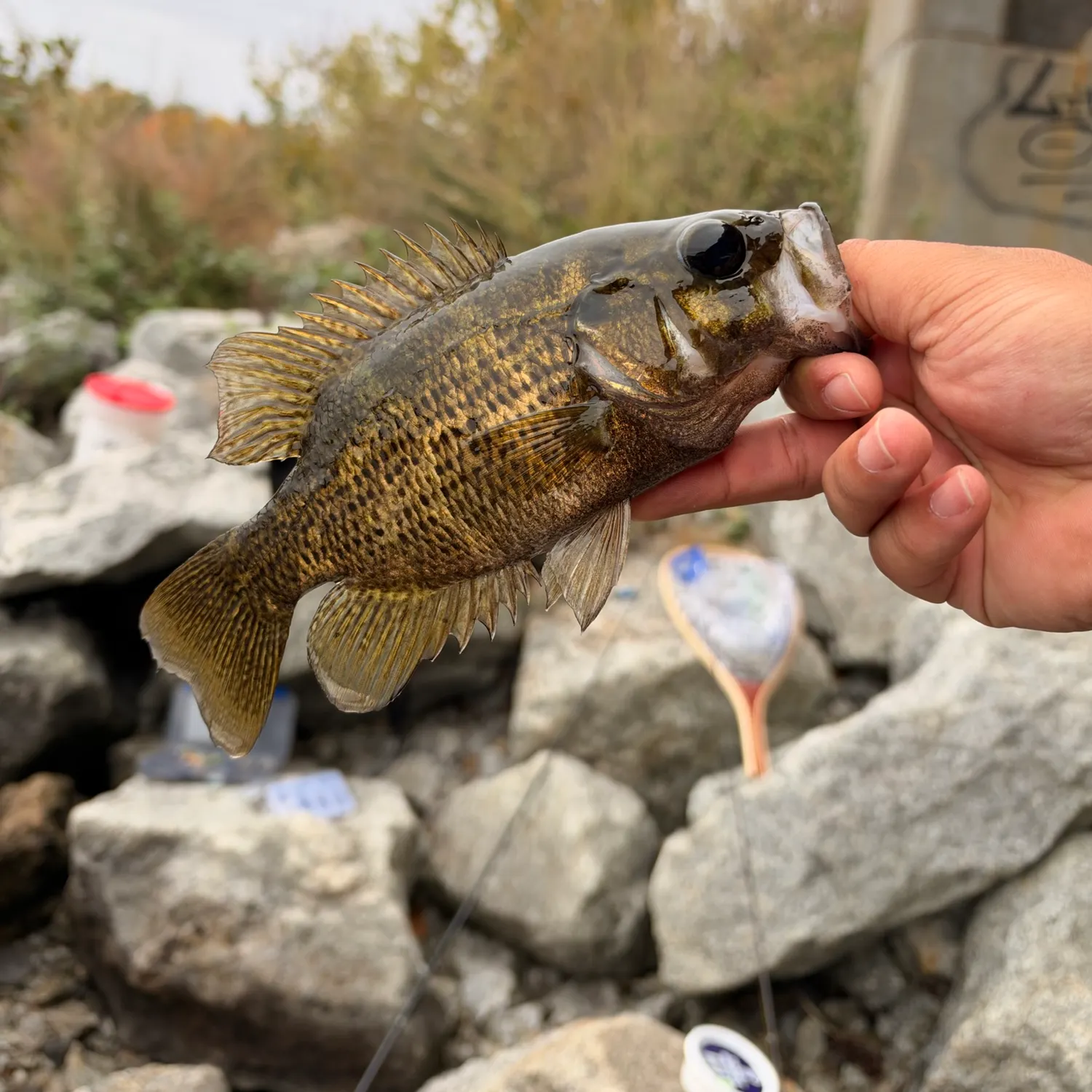 Rock bass caught on Fishbrain