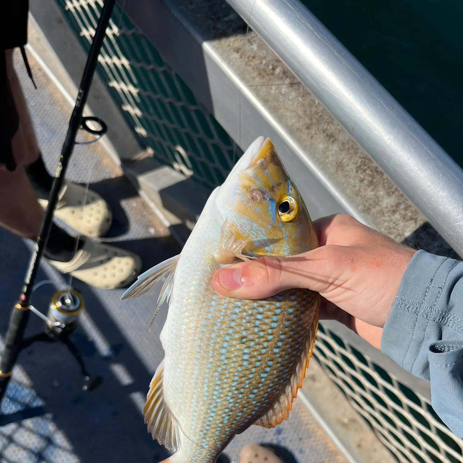 The most recent Spangled emperor catches on Fishbrain