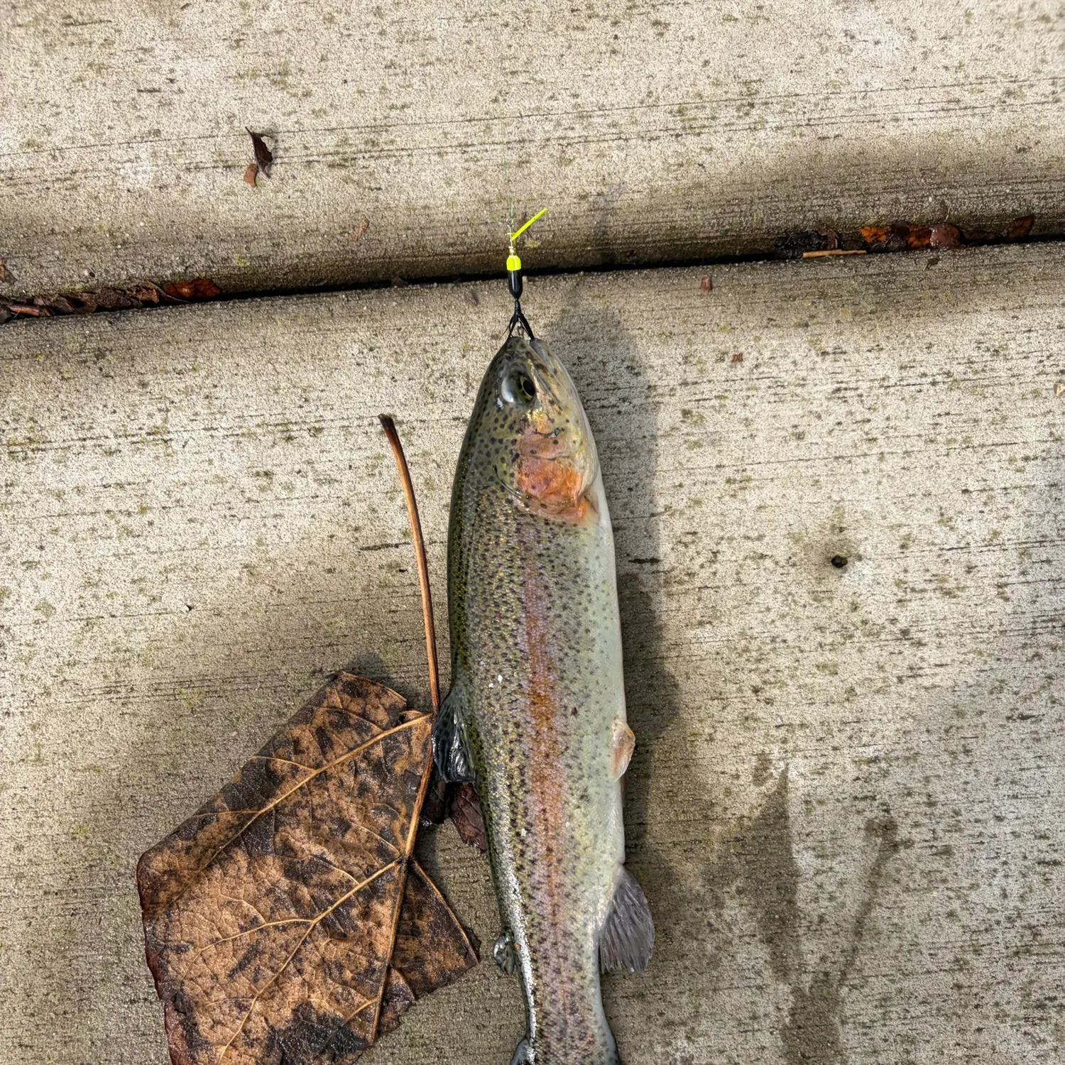 Rainbow trout caught on Fishbrain