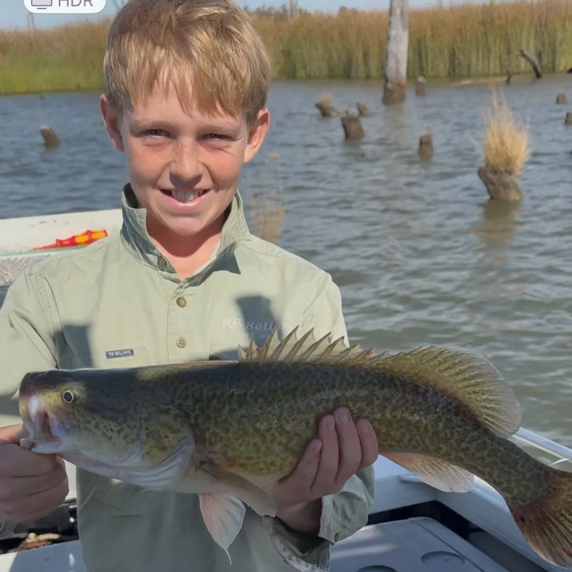 The most recent Murray cod catches on Fishbrain